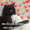 милые котики @kittyjpeg 16