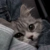 cats (*/W＼*) 18