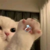 cats (*/W＼*) 19