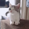 милые котики @kittyjpeg 17