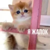 MeowBots 2 18