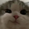 милые котики @kittyjpeg 18