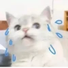 MeowBots 2 19