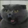 MeowBots 2 21
