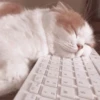 милые котики @kittyjpeg 19