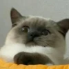 cats (*/W＼*) 20