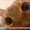 MeowBots 2 23