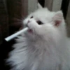 cats (*/W＼*) 21