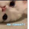 MeowBots 2 24