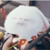 Rabbit @stickersb2b 22