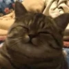 cats (*/W＼*) 24
