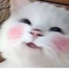 MeowBots 2 25