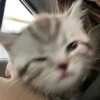 милые котики @kittyjpeg 20