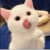 MeowBots 2 26