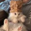 милые котики @kittyjpeg 21
