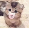 MeowBots 2 27