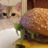 милые котики @kittyjpeg 22