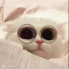 MeowBots 2 28