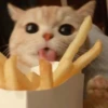 cats (*/W＼*) 25