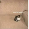 MeowBots 2 29