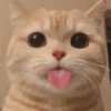 милые котики @kittyjpeg 23