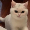 милые котики @kittyjpeg 24