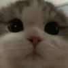 милые котики @kittyjpeg 25