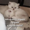 милые котики @kittyjpeg 26