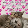 милые котики @kittyjpeg 27