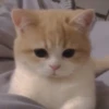 cats (*/W＼*) 27