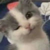 cats (*/W＼*) 28