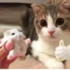 MeowBots 2 30