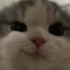 cats (*/W＼*) 30