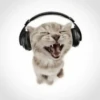 Котики ¡! @Help_hyunjina 5