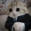 Котики ¡! @Help_hyunjina 6