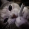 Котики ¡! @Help_hyunjina 7