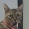 котики х2 @zauxsa @emojis4 7