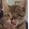 котики х2 @zauxsa @emojis4 8