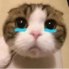котики х2 @zauxsa @emojis4 9