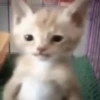 Котики ¡! @Help_hyunjina 12