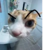 котики х2 @zauxsa @emojis4 11