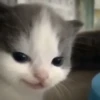 Котики ¡! @Help_hyunjina 13