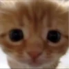 котики х2 @zauxsa @emojis4 12