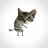 Котики ¡! @Help_hyunjina 14