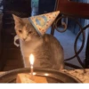 котики х2 @zauxsa @emojis4 13