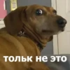 Funny Animals 4 (@t_stickers) 8