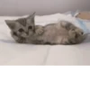 котики х2 @zauxsa @emojis4 16