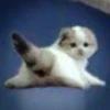 Котики ¡! @Help_hyunjina 16