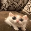 котики х2 @zauxsa @emojis4 17
