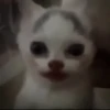 Котики ¡! @Help_hyunjina 17